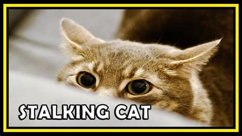 Funny Stalking Cat Video Compilation 2018 Hd Funnycat Youtube