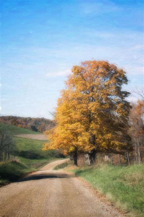 Roadside Tree In Autumn Photograph By Tom Mc Nemar Fine Art America
