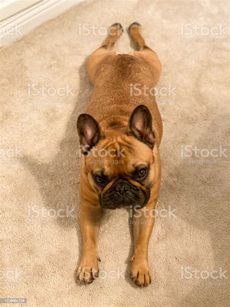 Brown French Bulldog Stretching Laying Stock Photo Download Image Now
