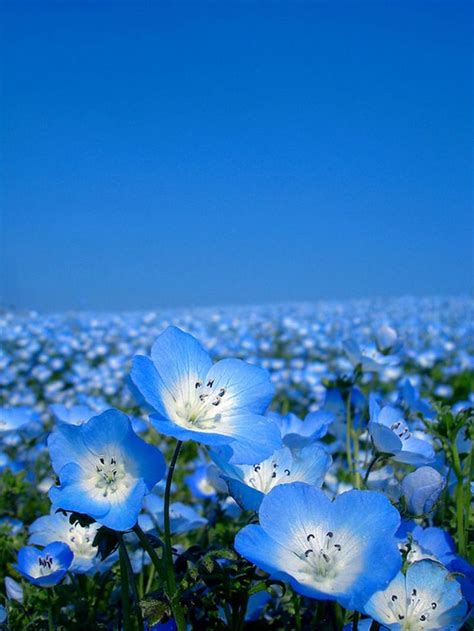 Baby Blue Eyes Nemophila Blue Flowers Wild Flowers Beautiful Flowers