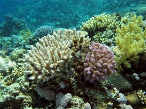 Arrecifes De Coral Con Corales Duros Y Blandos Foto De Archivo Flora