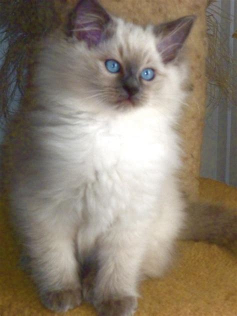Get a ragdoll, bengal, siamese and more on kijiji, canada's #1 local classifieds. Angelkissed Ragdolls - DANNY - Ragdoll Cat Adoption - Rag ...