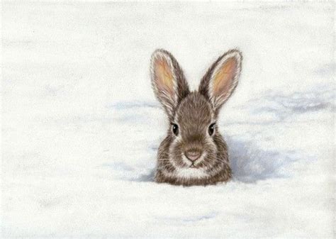 Bunny Art Print Peeking Out Of The Snow 5 X 7 By