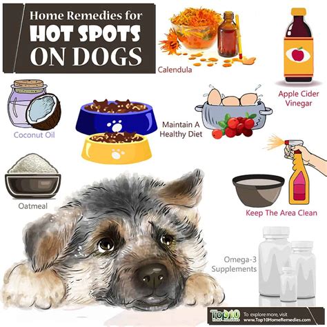 Home Remedies For Hot Spots On Dogs Top 10 Home Remedies