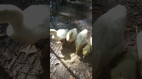 They are humanely raised and harvested a roasted pekin! My pekin ducks were so young! - YouTube