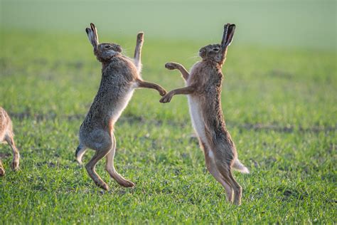 Two Male Hares Fiercely Fight Over Female In Tradition That Marks The