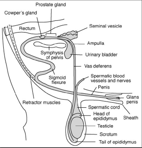 Other systems in the body, such as the endocrine and urinary systems, work continuously to maintain homeostasis for survival of the individual. Blank Male Reproductive System Diagram - Arocreative