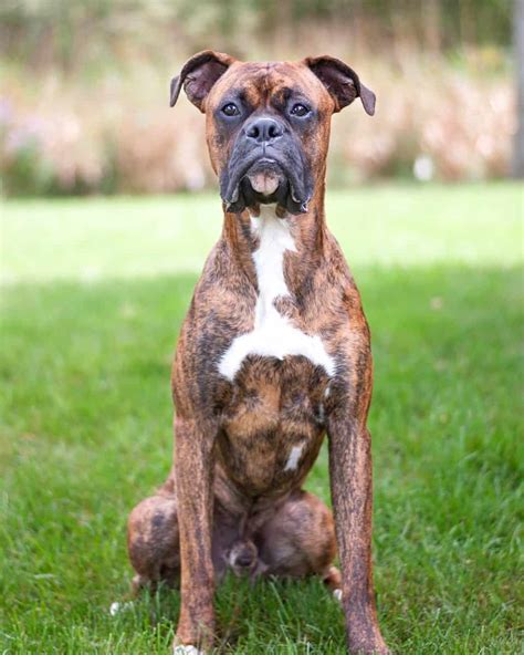 Brindle Boxer Dog Appearance Genetics Temperament And More