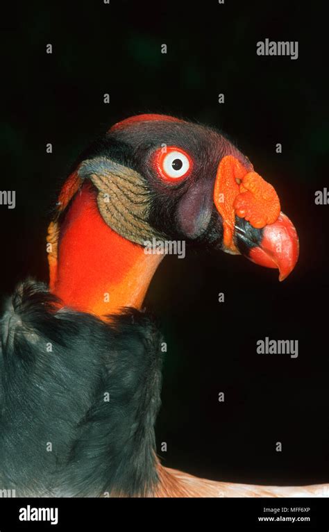 King Vulture Sarcoramphus Papa Central And South America Stock Photo Alamy