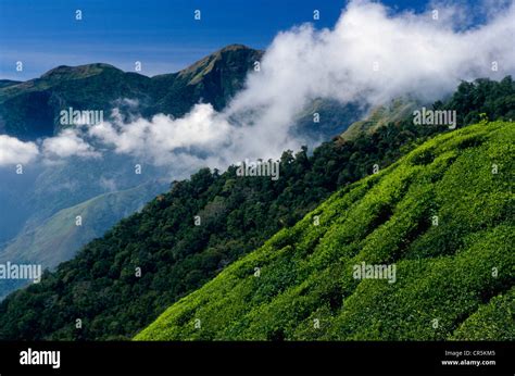 Tea Plantations Nilgiri Hills Ooty Tamil Nadu India Asia Stock
