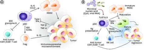 The Role Of Pdcs In The Cancer Microenvironment A Peritumoral Pdcs