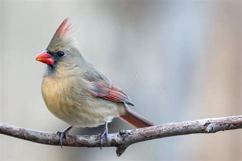 Colorful Female Cardinal Cardinalis Cardinalis Perched On A Branch In