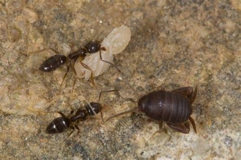 Myrmecophilidae Ant Loving Cricket And Tapinoma Sessile Ants Ants