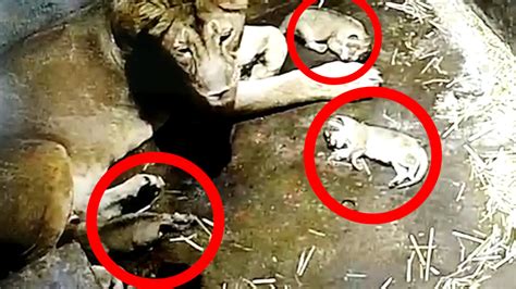 Kolkata Lioness Gives Birth To Three Cubs At Alipore Zoo City