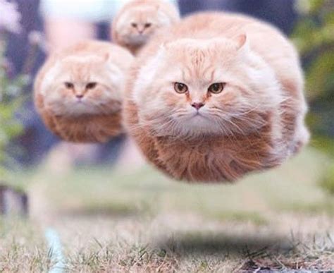 3 Flying Cats Animal Encyclopedia