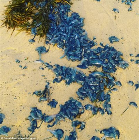 Bluebottles Wash Up On The Australian Coast Daily Mail Online