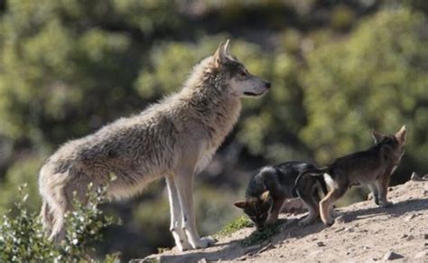 San Diego Wildlife Advocates Pave Way To Restore Gray Wolves In