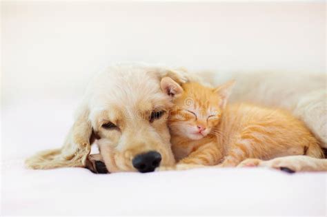 Cat And Dog Sleeping Puppy And Kitten Sleep Stock Image Image Of