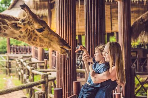 Discover The 5 Best Zoos In California Az Animals