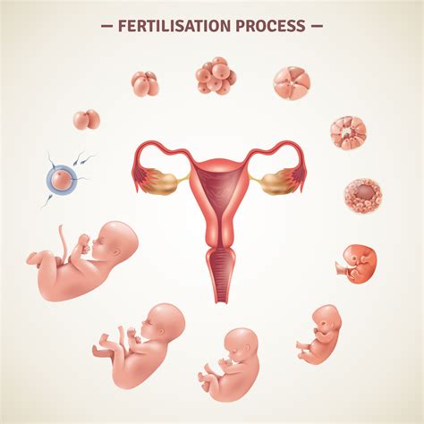 Human Fertilization Process Poster 470410 Vector Art At Vecteezy