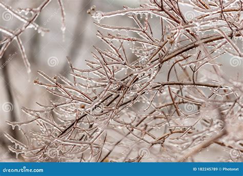 Frozen Plants Covered In A Thick Layer Of Ice After A Winter Ice Storm