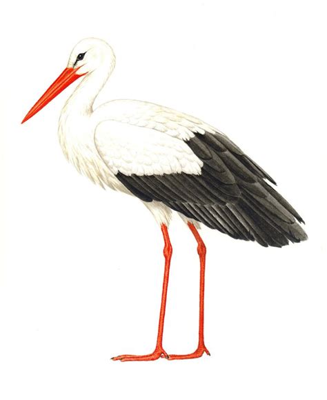 White Stork Ciconia Ciconia Watercolor Scientific Illustration