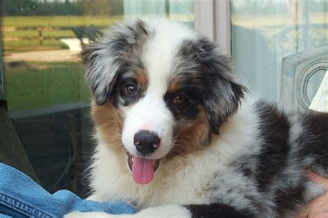 Aussie Australian Shepherd Yorkie Aussie