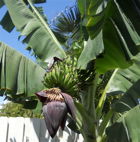A Kitchen Garden In Kihei Maui Growing Dwarf Apple Bananas