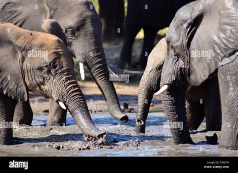 Photos Of Africa African Elephants Trunks In Muddy Water Stock Photo