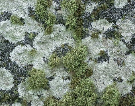 Lichen And Moss Photograph By Dave Mills Pixels