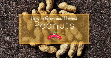 How To Grow And Harvest Peanuts The Kitchen Garten