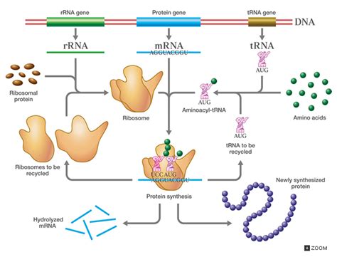 They are transfer rna or trna, ribosomal rna or rrna and messenger rna or mrna. RNA 중합효소 polymerase Ⅰ, Ⅱ, Ⅲ에 의해 rRNA, mRNA, tRNA가 생성 : 네이버 블로그