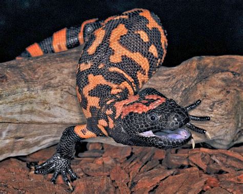 Since these lizards are considered to be threatened in the bodies of gila monsters are black, but they are covered with varying distinct patterns. Gila Monster Animals | Interesting Facts & New Pictures ...
