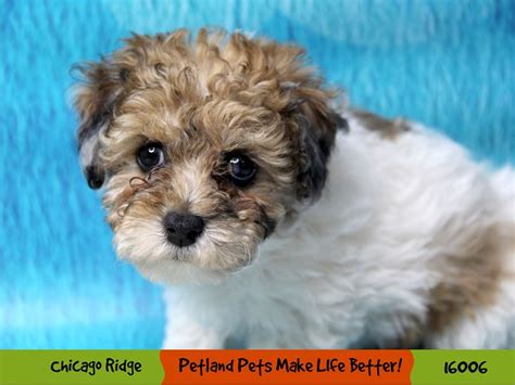 Bichon Friseminiature Poodle Dog Female Chocolate Merle 3058108