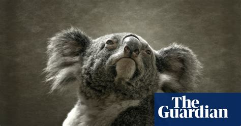 Koalas Still Under Threat In Nsw Despite Berejiklians Ultimatum To