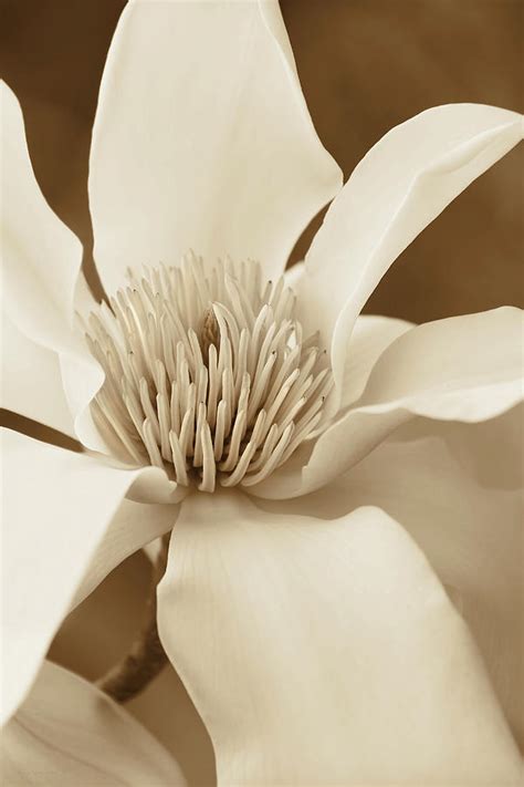 Magnolia Flower In Sepia Two Photograph By Jennie Marie Schell