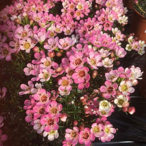 Chamelaucium Wax Flower Vendita Piante Online