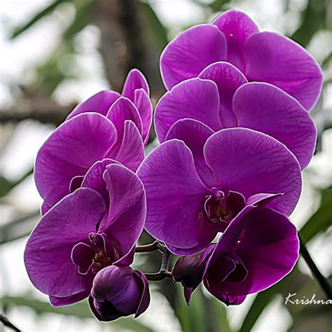 Purple Moth Orchids An Enchanting Harmony Of Fuchsia Purp Flickr