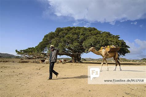 Kamel Und Kamelführer Gehen Vor Einem Riesigen Maulbeerbaum Bei
