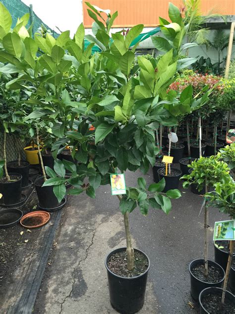 Aside from this, other reasons a lemon tree won't bear fruit is that the tree is not old enough. Lemon Tree Lisbon - Westlake Nursery