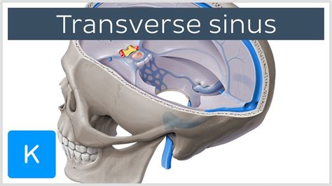 Transverse Sinus Left And Right Lateral Sinuses Human Anatomy