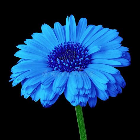 Flower Blue Calendula Isolated On A Black Background