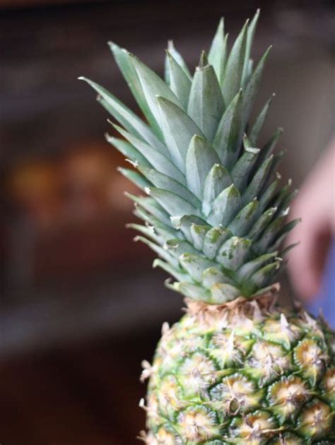 Today We Wanted To Pop In With An Update On Our Homegrown Pineapple