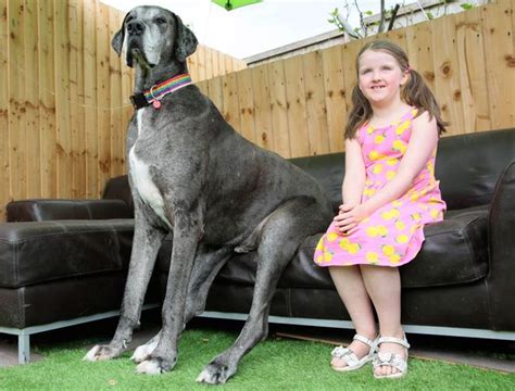 Zeus Worlds Tallest Dog Dies At Age Abc News