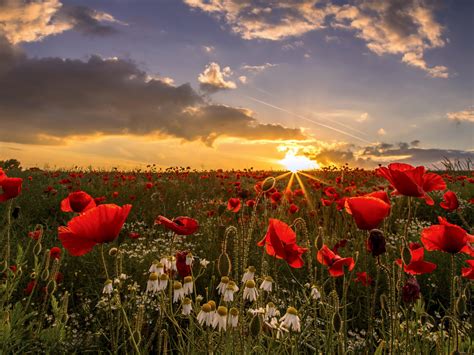 Sunset Field Poppies Wakefield In West Yorkshire Uk Desktop Wallpaper