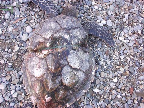 Plastic Marine Pollution Is Choking Sea Turtles Ehn