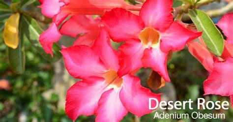 Adenium Obesum Care Expert Steps To Gorgeous Desert Roses