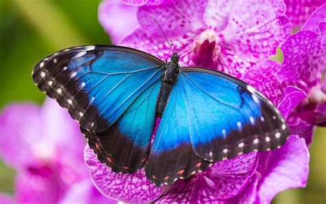 8 Most Beautiful Butterflies In The World Stunning Natural Beauties