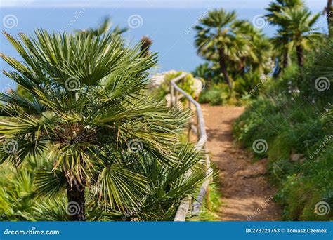 Beautiful Palm Trees Growing In A Mountainous Slope Near The Sea And