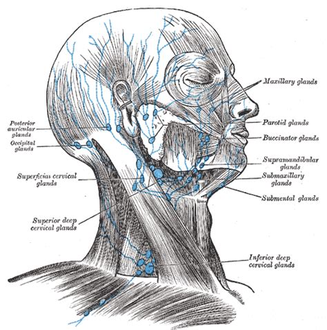 Lymphadenopathy Of The Head And Neck